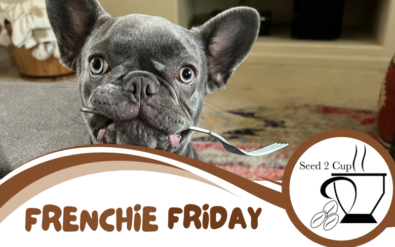 Frenchie Friday