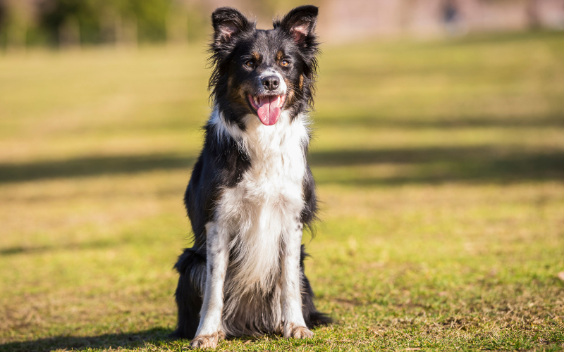 Border Collie