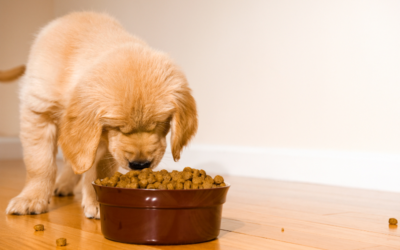 Best Feeding Schedule for Your Dog