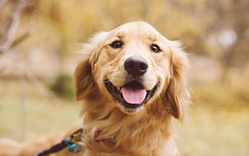 Golden Retriever