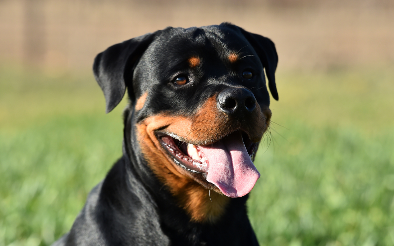 Rottweiler