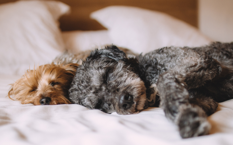 What You Need to Know About How Dogs Sleep