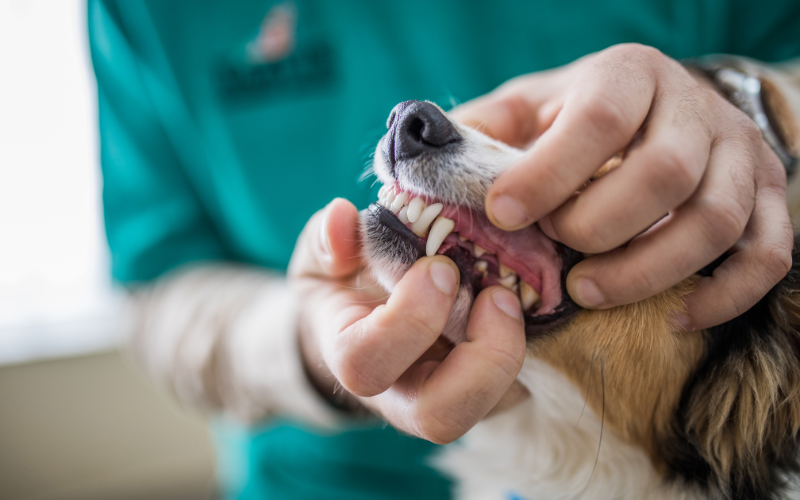 Dog Tooth Exam