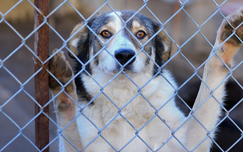 Dog in a shelter.