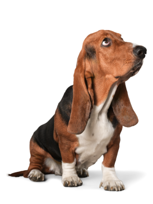 Basset Hound