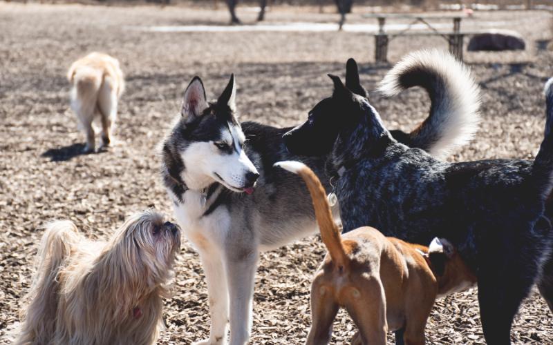 Dogs Meeting at Dog Park