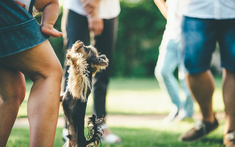 Bark in the Park