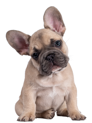 French Bulldog puppy