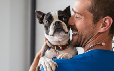 Selecting the Best Pet Insurance