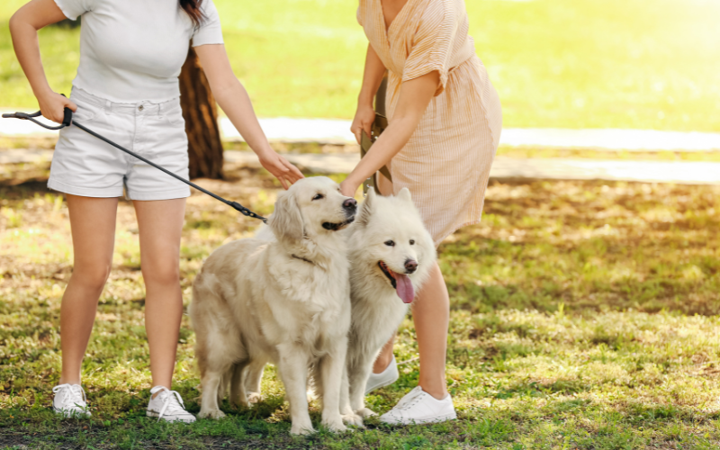 Two Women and Dogs at Dog Park