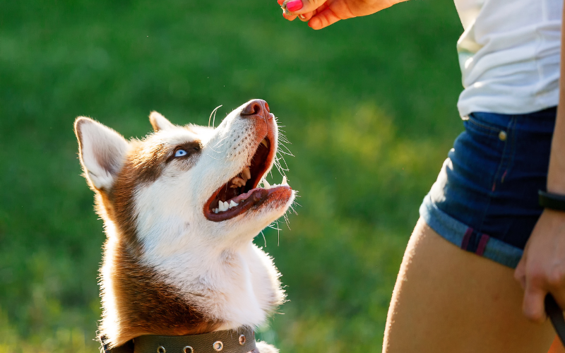 Dog Training Sessions with Crystal and Debbie