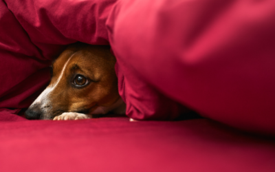 How to Help Dogs Cope with Fireworks & Anxiety