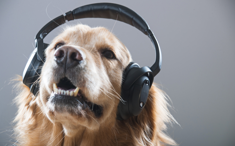 Dog with headphones