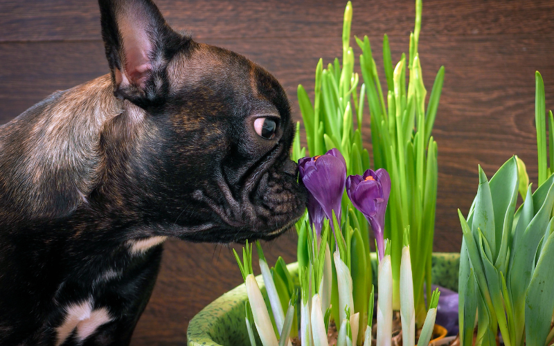 French dog smelling flowers